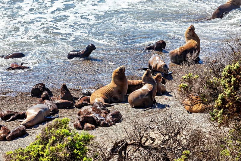 Sea lions move in the coastal waves and enjoy the apparent freedom and movement on the beach, The maned seals (Otaria flavescens) on Peninsula Valdes beach in Argentina