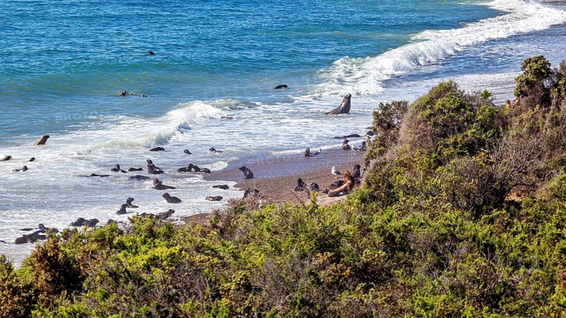 The pristine sea coast with sea lions in the waves and surrounding nature offers breathtaking ocean views, the maned seals (Otaria flavescens) on the beach of Peninsula Valdes in Argentina