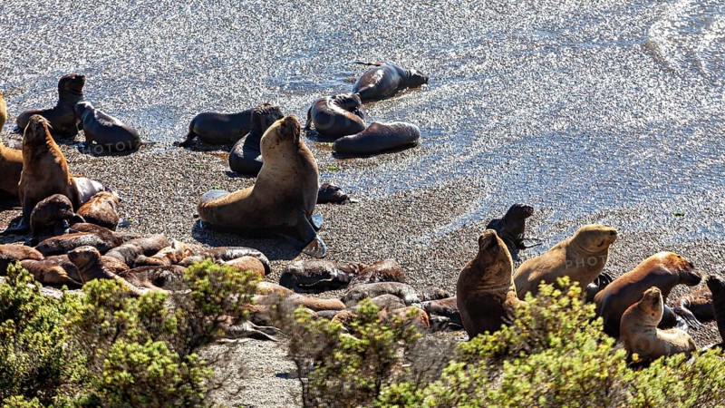 Sea lions rest on a sunlit sandy beach overlooking the sea in a natural landscape, the maned seals (Otaria flavescens) on Peninsula Valdes beach in Argentina