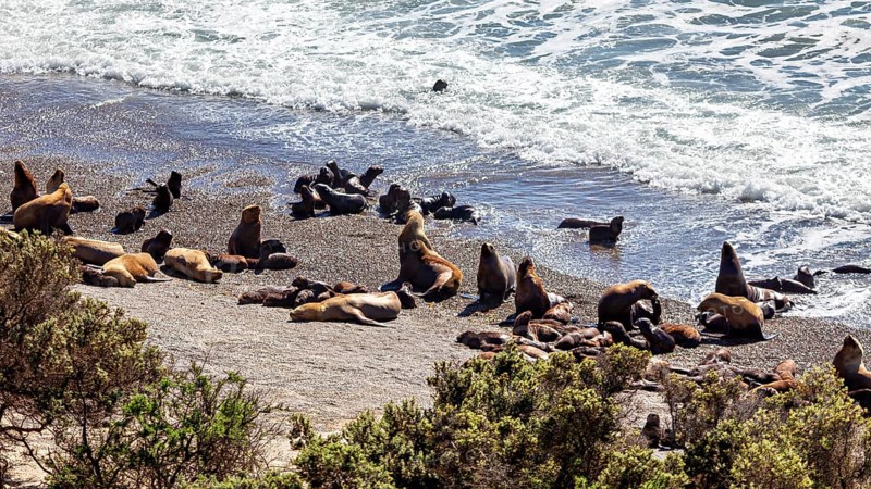 Sea lions frolic on the coast, relax and enjoy the ocean waves on the beach, the maned seals (Otaria flavescens) on Peninsula Valdes beach in Argentina