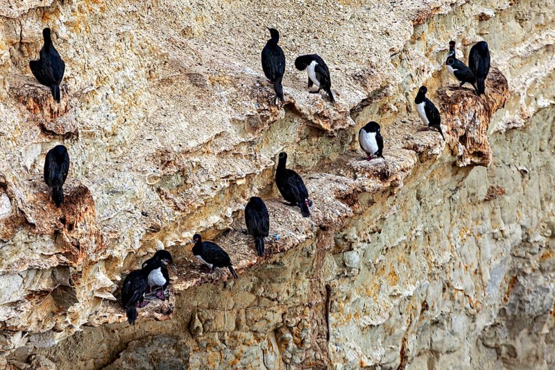 Group of cormorants on rocky cliffs, natural environment, The rock scar (Leucocarbo magellanicus) of the Valdes Peninsula in Argentina