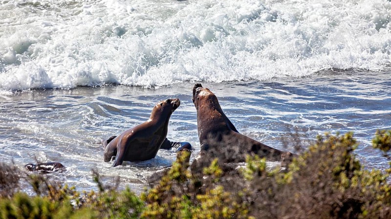 Sea lions play in ocean waves surrounded by sand and plants as they interact with each other, The maned seals (Otaria flavescens) on Peninsula Valdes beach in Argentina