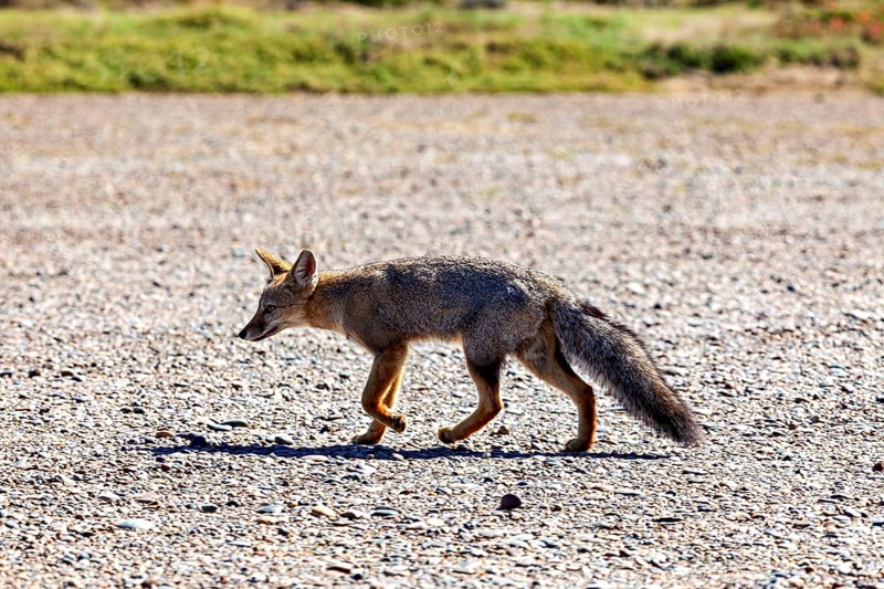 A fox runs across a gravel path in nature surrounded by sunshine, The Argentinean fighting fox (Lycalopex griseus)