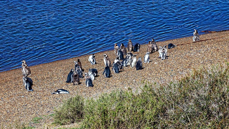 A group of penguins stand on a pebble beach next to blue water in natural surroundings, The Magellanic Penguin (Spheniscus magellanicus) from Punta Tombo in Argentina