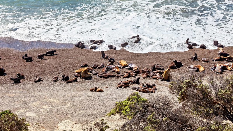 Sea lions rest on the rocky beach near the burning coastal waves, the maned seals (Otaria flavescens) on the beach of Peninsula Valdes in Argentina