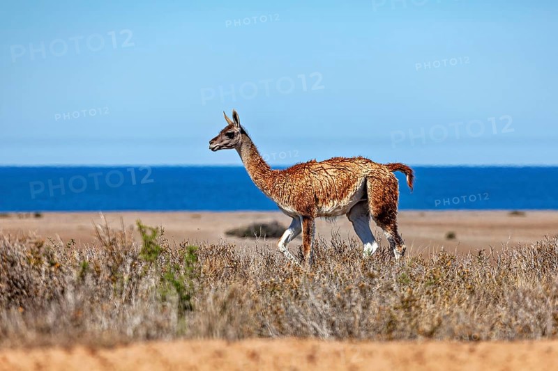 A guanaco stands in a desert-like landscape with a view of the blue sea, wild guanaco (Llama guanicoe) on the Valdes Peninsula in Argentina