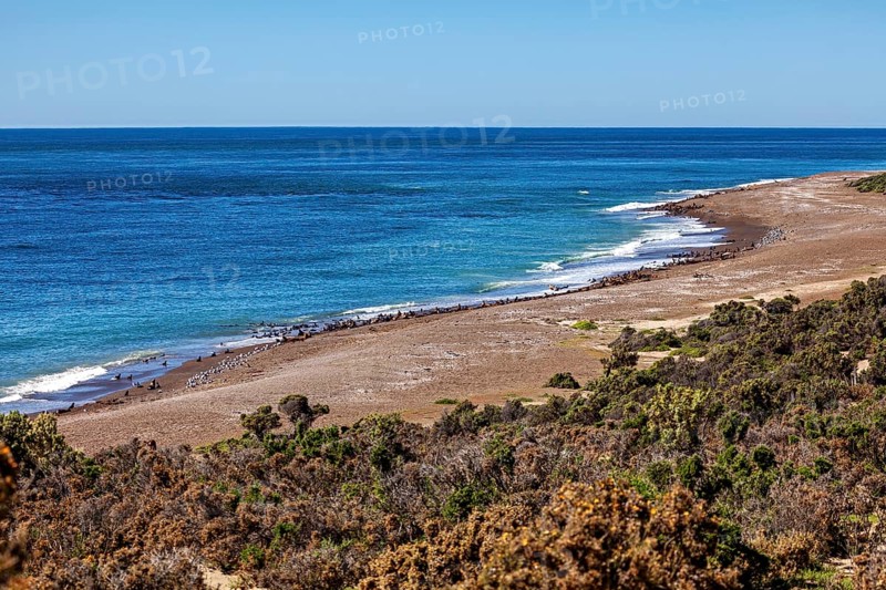A quiet coastal landscape with wide beaches and lush vegetation under clear skies, The landscape of Peninsula Valdes in Argentina