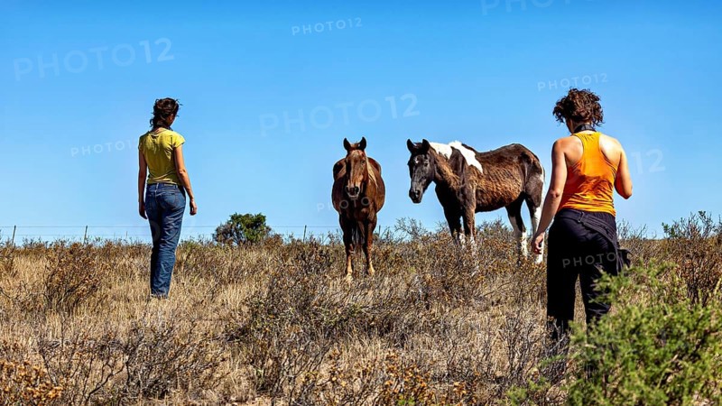 Two people approach two horses in a meadow under a blue sky, The wild horses on the Valdes Peninsula in Argentina