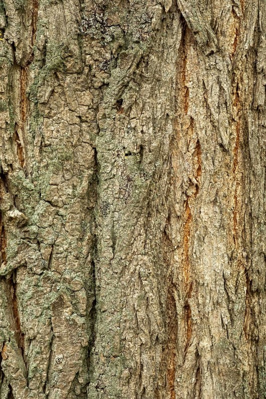 Borken-Hoxfeld, NRW, Germany, The close-up view highlights the intricate details of tree bark, featuring various shades and grooves. This texture reflects the beauty of nature found in forests