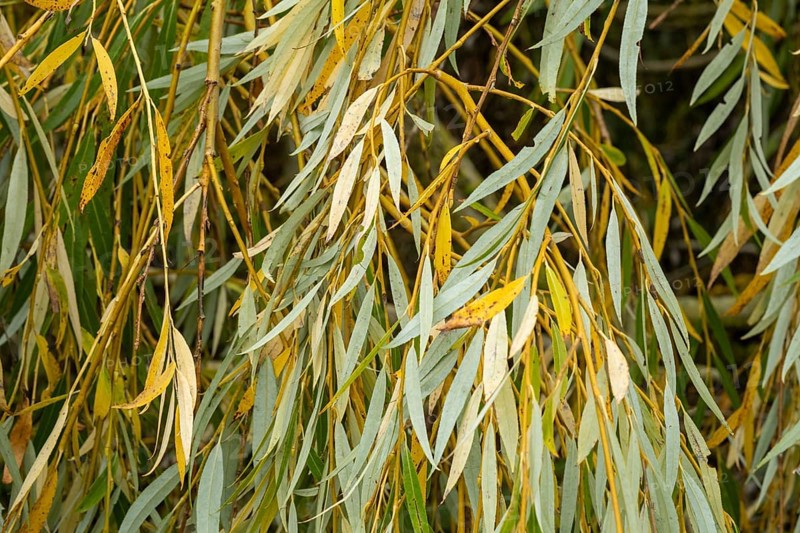 Borken-Hoxfeld, NRW, Germany, Willow tree leaves display shades of green and yellow as they sway gently in the breeze by a calm river during a peaceful autumn afternoon