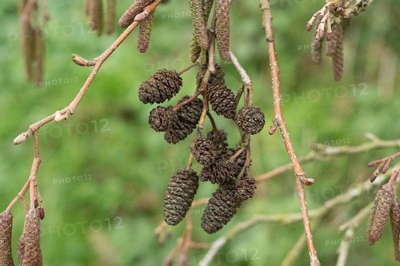 Borken-Hoxfeld, NRW, Germany, Pine cones and catkins dangle from branches, surrounded by vibrant green foliage, highlighting the beauty of nature in a serene outdoor environment in spring