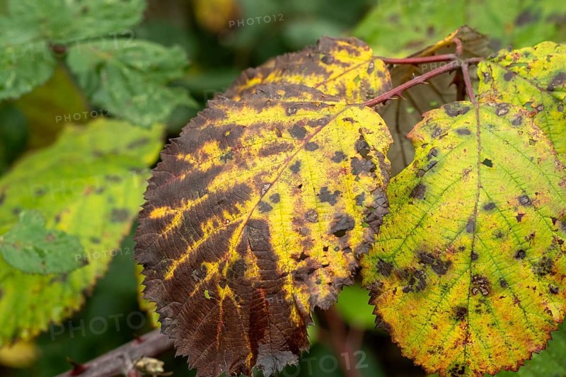 Borken-Hoxfeld, NRW, Germany, Bright yellow and brown leaves show signs of fall with unique patterns and spots. These leaves rest among green foliage, capturing the essence of autumn