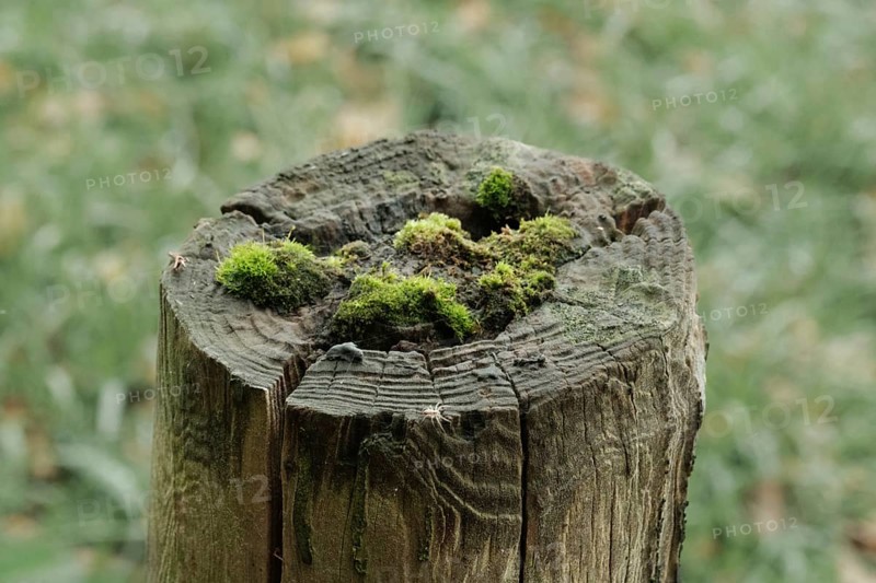 Borken-Hoxfeld, NRW, Germany, A rustic wooden stump stands in a lush outdoor area, adorned with bright green moss. The natural light highlights the texture of the wood and moss, creating a peaceful scene