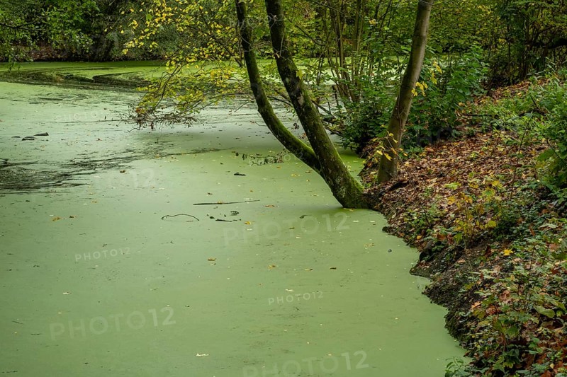 Borken-Hoxfeld, NRW, Germany, A serene setting shows a tree leaning over a green pond. The surface is covered with algae, and colorful autumn leaves scatter around the shore. Nature reflects calmness and quiet