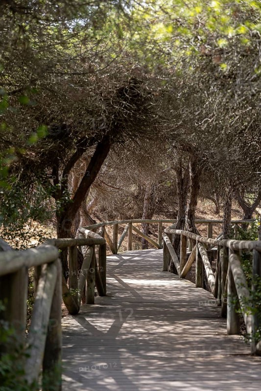 A wooden walkway snakes through a Mediterranean pine forest. The morning light glitters on the needles of the Pinar de la Almadraba Nature Reserve, Pinares De Rota, Rota, Cadiz, Andalusia, Spain