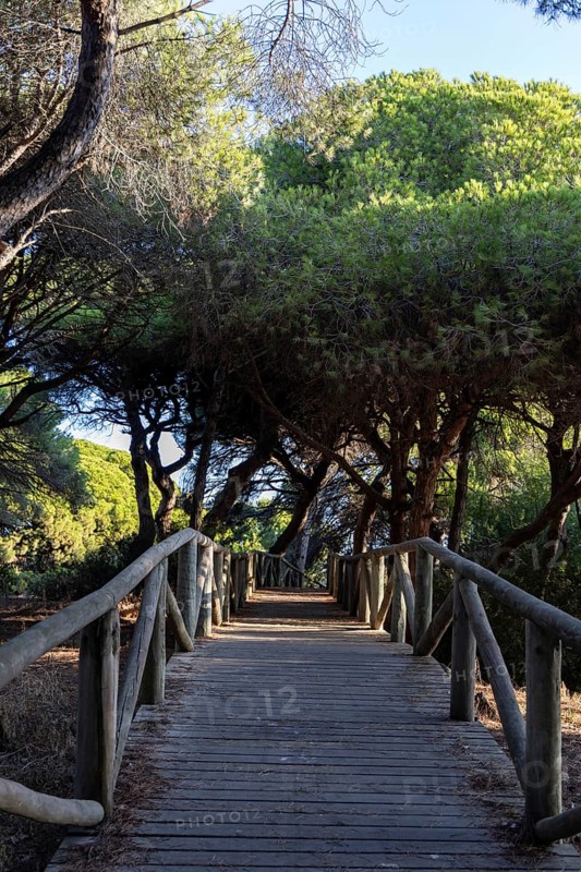 A wooden walkway snakes through a Mediterranean pine forest. The morning light glitters on the needles of the Pinar de la Almadraba Nature Reserve, Pinares De Rota, Rota, Cadiz, Andalusia, Spain