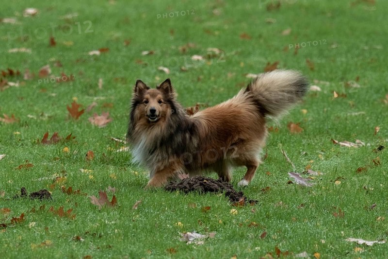Shetland sheepdog standing on green grass near a molehill with fallen autumn leaves, Borken, nrw, germany