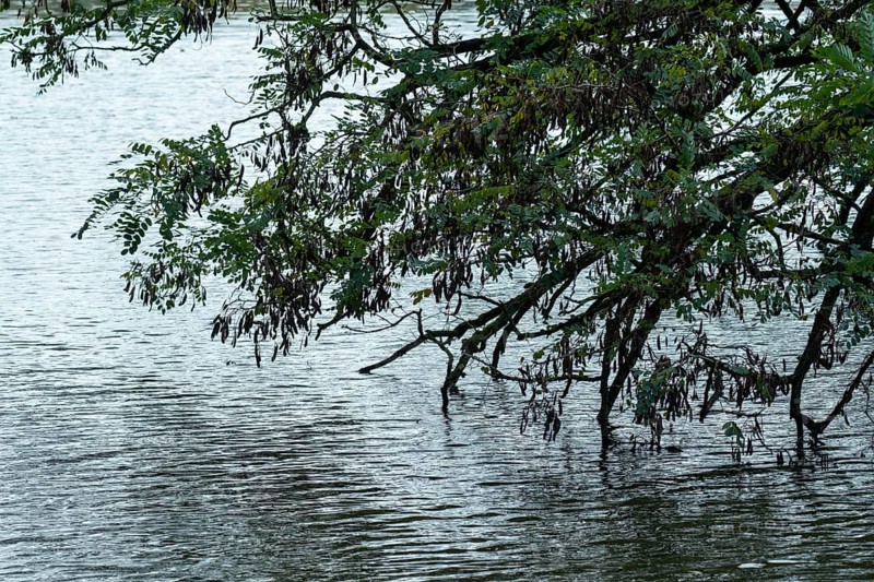 Tree branches with dark seed pods dipping into rippling water, indicating high water levels, Borken, nrw, germany