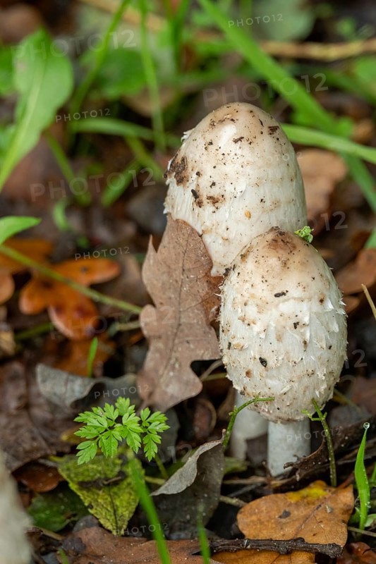 Borken, nrw, germany, shaggy mane mushrooms growing in autumn forest floor, Borken, nrw, germany