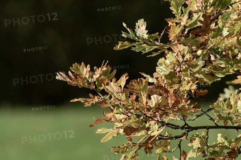Oak leaves turning green and brown on a branch during the fall season, Borken, nrw, germany