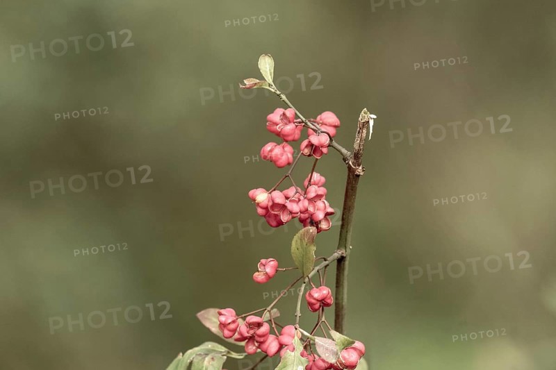 Spindle tree berries showing their pink fruits and orange seeds against a soft background, Borken, nrw, germany