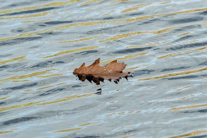 Borken, nrw, germany, brown oak leaf floating on rippling water surface, Borken, nrw, germany