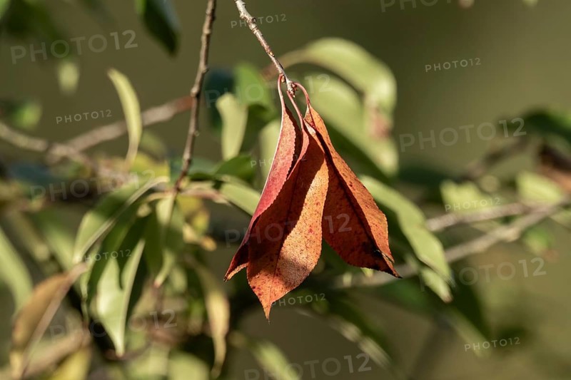 Red autumn leaf drying and curling on a tree branch, showing seasonal change, Borken, nrw, germany