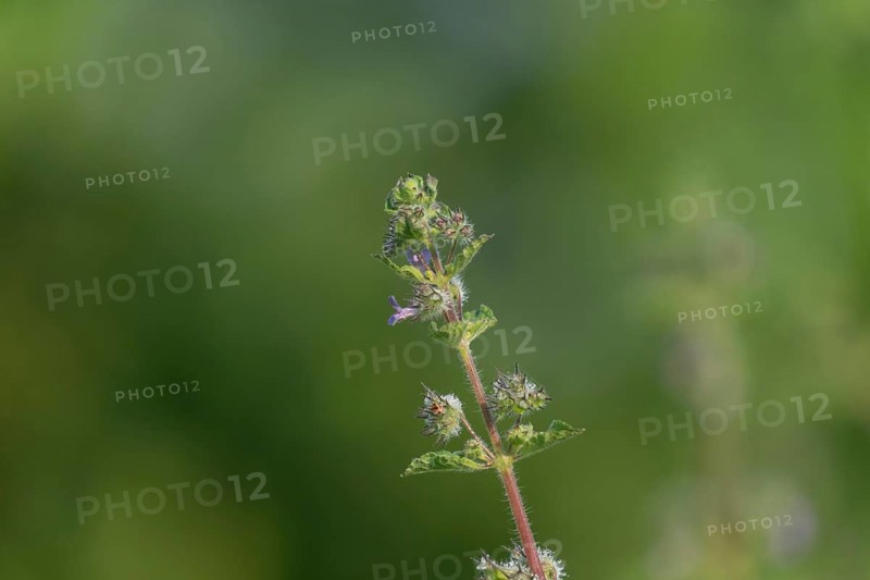 Close-up of a Mesosphaerum suaveolens (Hyptis suaveolens) plant stem with a lush green blurred background, Gazipur, Bangladesh