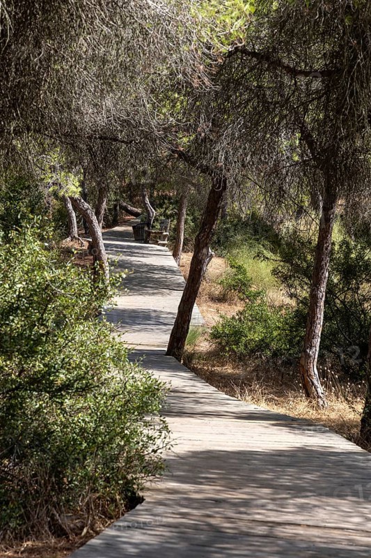 A wooden walkway snakes through a Mediterranean pine forest. The morning light glitters on the needles of the Pinar de la Almadraba Nature Reserve, Pinares De Rota, Rota, Cadiz, Andalusia, Spain