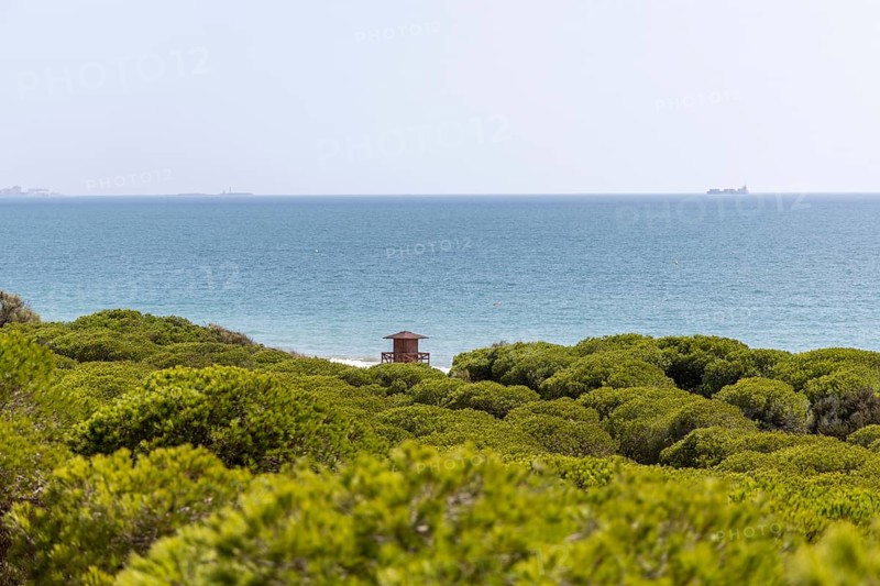 A morning view over a dense Mediterranean pine forest. Sunrise on the Beach of the Pinar De La Almadraba Nature Reserve, Pinares De Rota, Rota, Cadiz, Andalusia, Spain