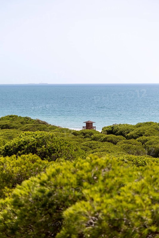 A morning view over a dense Mediterranean pine forest. Sunrise on the Beach of the Pinar De La Almadraba Nature Reserve, Pinares De Rota, Rota, Cadiz, Andalusia, Spain