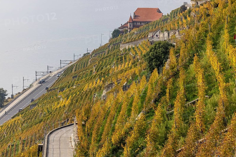 Vineyard terraces in the Lavaux UNESCO World Heritage Site, view of Les Abbayes, Rivaz, Vaud, Switzerland