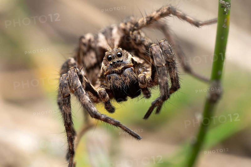 Bearded tarantula (Alopecosa accentuata), frontal close-up, sitting in vegetation, Döberitzer Heide, Brandenburg, Germany