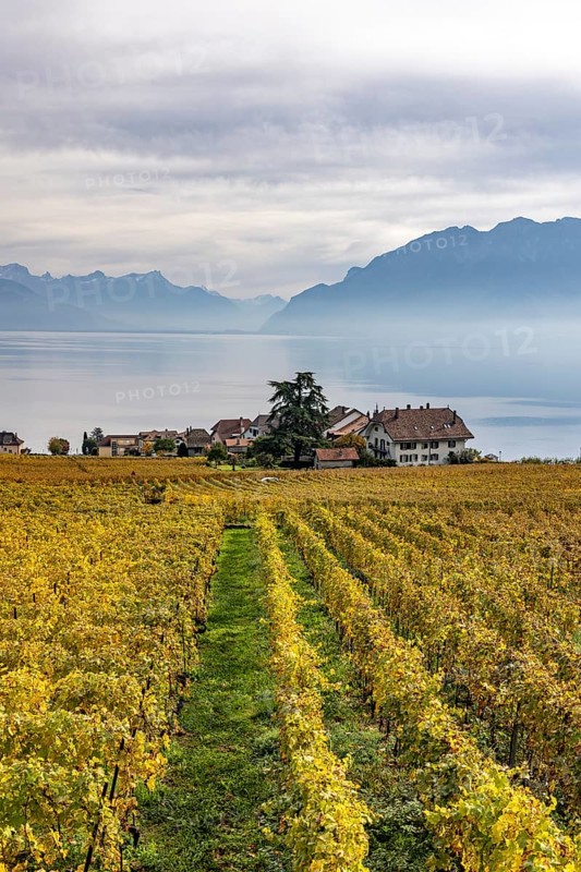 Vineyards in the Lavaux UNESCO World Heritage Site, view of Switzerland's smallest municipality, Rivaz, Vaud, Switzerland