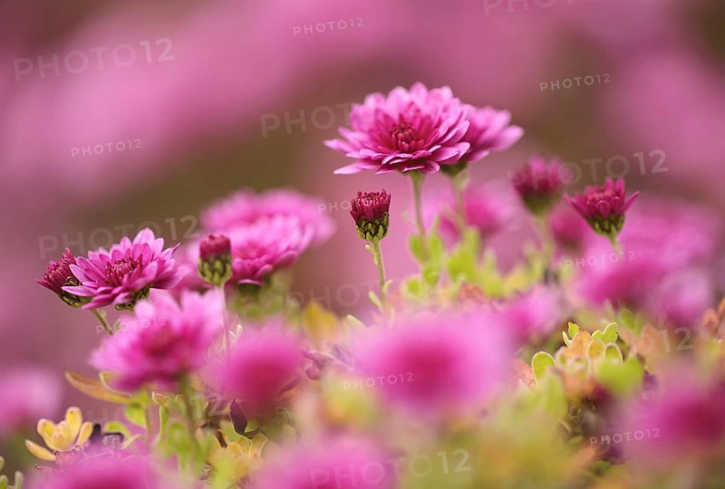 Chrysanthemums (Chrysanthemum), garden, Stuttgart, Baden-Württemberg, Germany