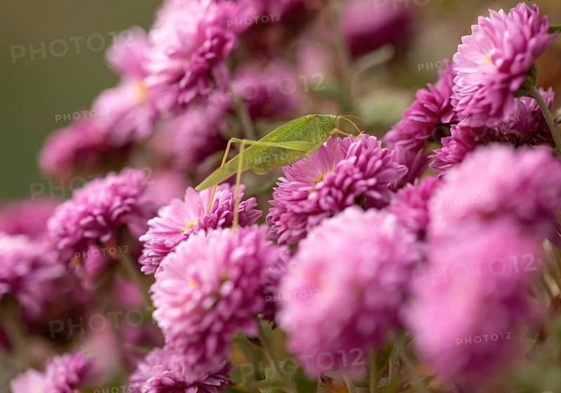 Large green hayhorse (Tettigonia viridissima), deciduous locust (Tettigonioidea) family, purple on chrysanthemum (Crysanthemum), garden, Stuttgart, Baden-Württemberg, Germany
