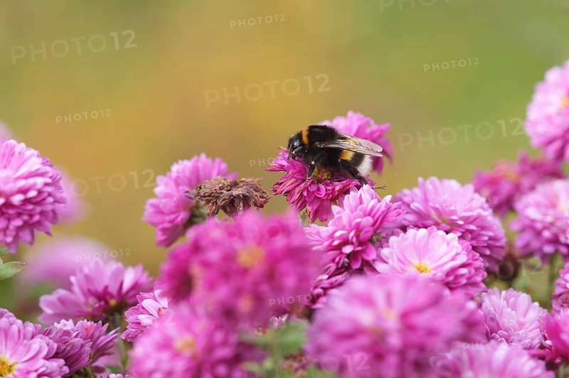 Dark bumblebee (Bombus terrestris), also thick bumblebee or black bumblebee, stiffness of cold, on chrysanthemums (chrysanthemum), garden, Stuttgart, Baden-Württemberg, Germany