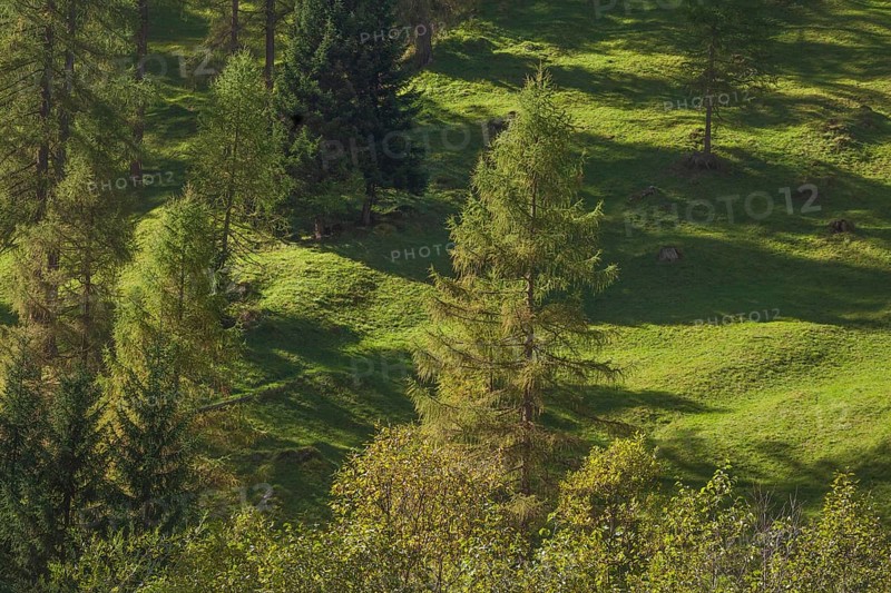 Forest and meadows in autumn, Pinnistal, Neustift im Stubai Valley, Tyrol, Austria