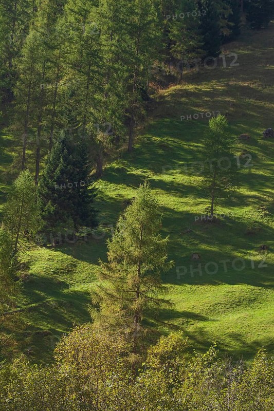 Forest and meadows in autumn, Pinnistal, Neustift im Stubai Valley, Tyrol, Austria