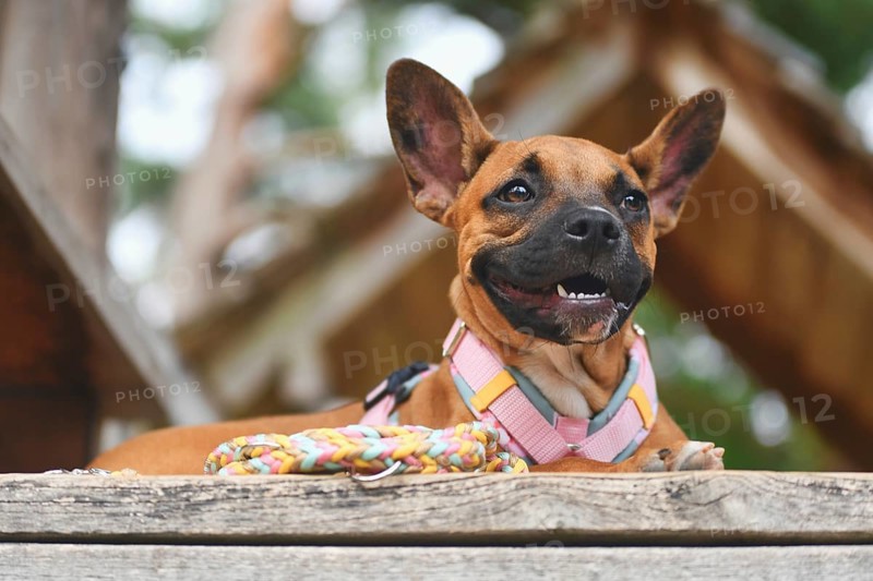 Mixed-breed dog resting on wooden plank with colorful paracord leash