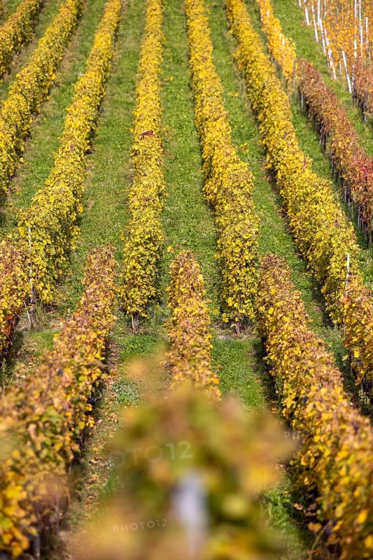 Vineyard, colorful autumn vines, terraces in the Lavaux UNESCO World Heritage Site, Rivaz, Vaud, Switzerland