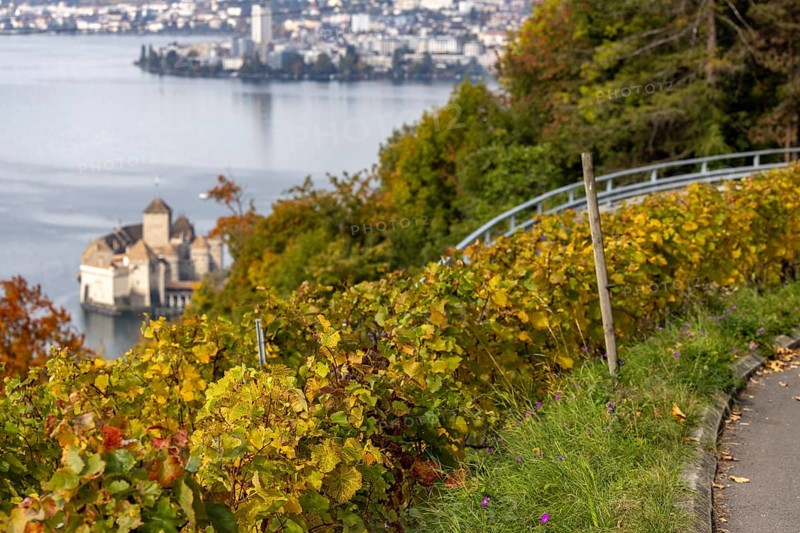 Château de Chillon, Chillon Castle, from autumnal colorful vineyard terraces, Les Terraux, Villeneuve, Vaud, Switzerland
