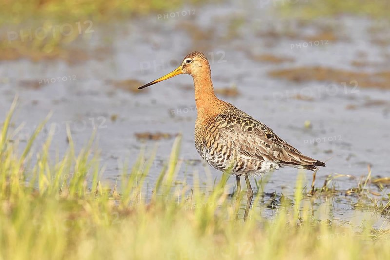 Greenpike (Limosa limosa) runs in shallow water in a moor, snipe birds, wildlife, nature photography, ox bog, Dümmer See, Hüde, Lower Saxony, Germany