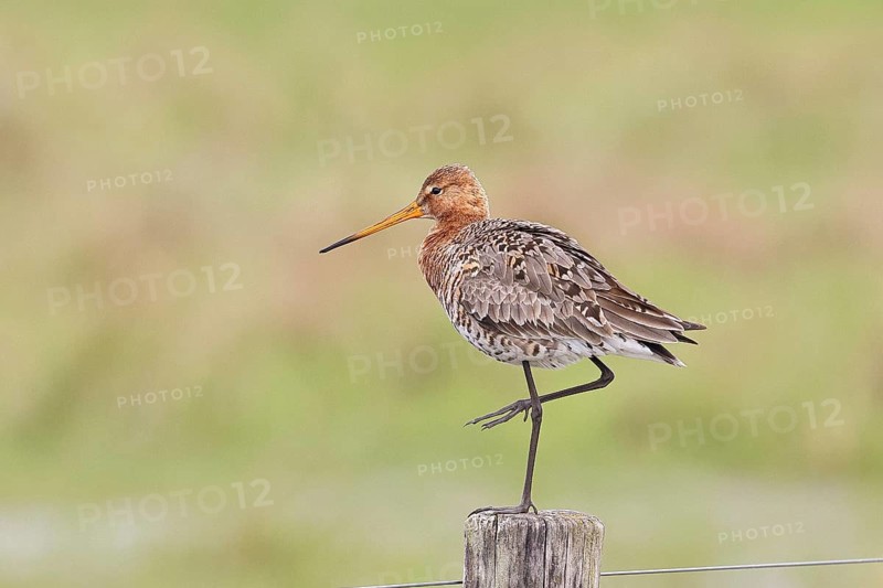 Blacktail (Limosa limosa), sitting room, on a fence post, snipe birds, wildlife, nature photography, wetland, ox moor, Dümmer See, Lembruch, Lower Saxony, Germany