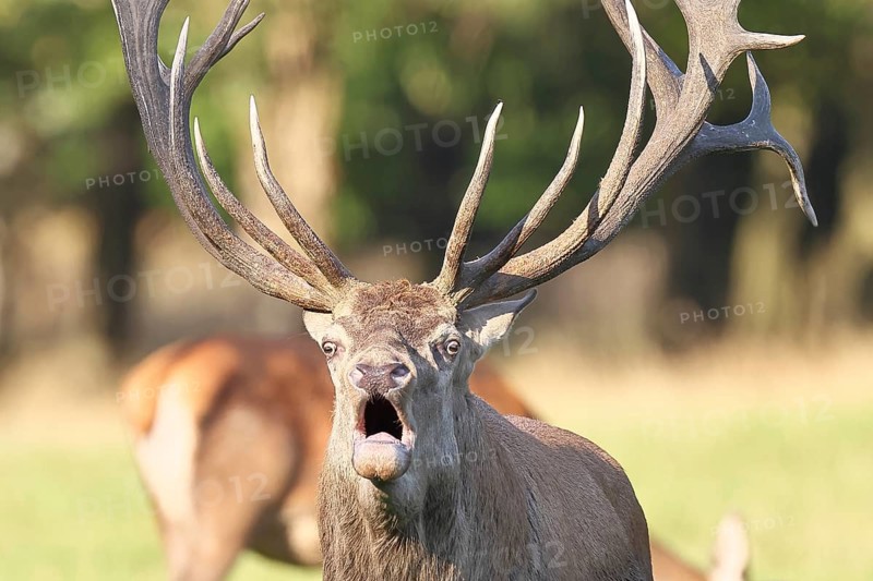 Red deer (Cervus elaphus) during rutting season, capital deer roaring in a forest clearing, animal portrait, wildlife, autumn, Sauerland, North Rhine-Westphalia, Germany