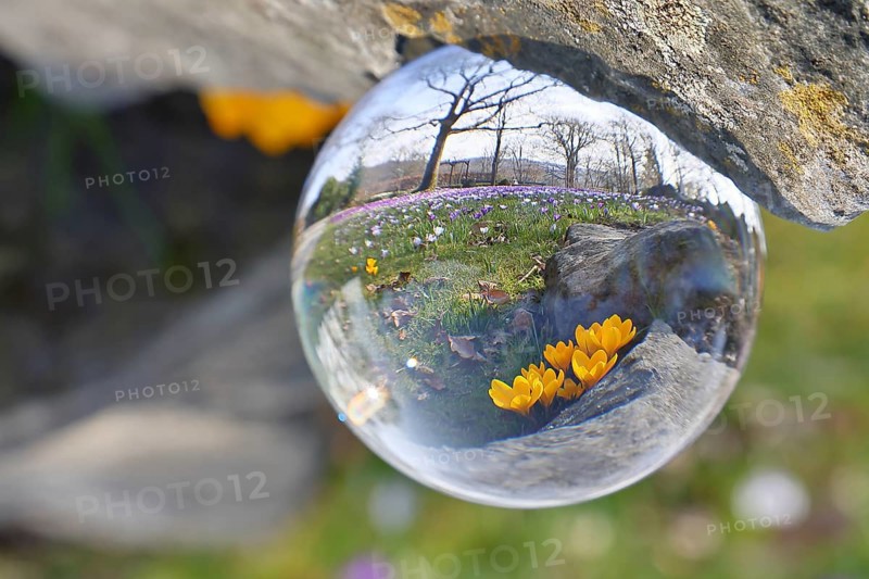 Yellow crocus (Crocus neapolitanus), through a glass ball on a crocus meadow, Siegen, North Rhine-Westphalia, Germany