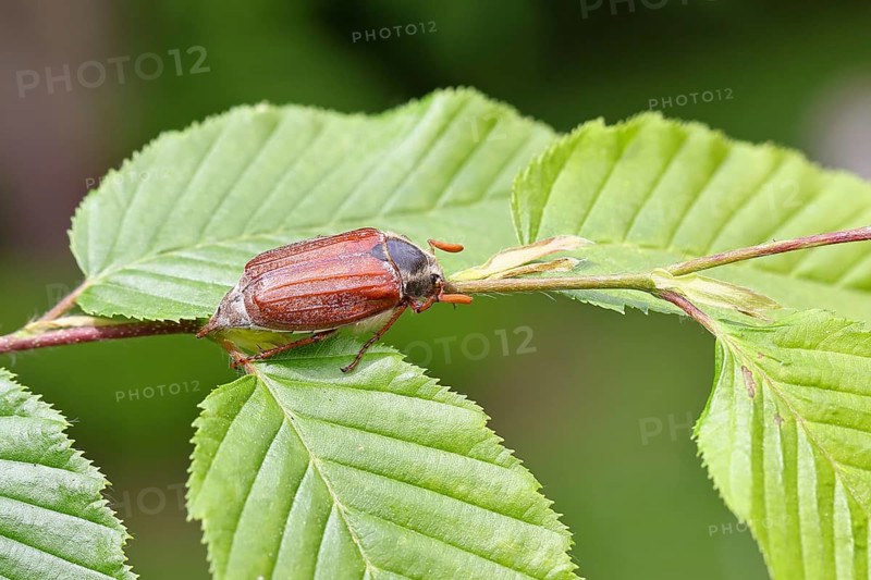 Forest May beetle (Melolontha hippocastani), male, on leaves of a hornbeam (Carpinus betulus), Wilnsdorf, North Rhine-Westphalia, Germany