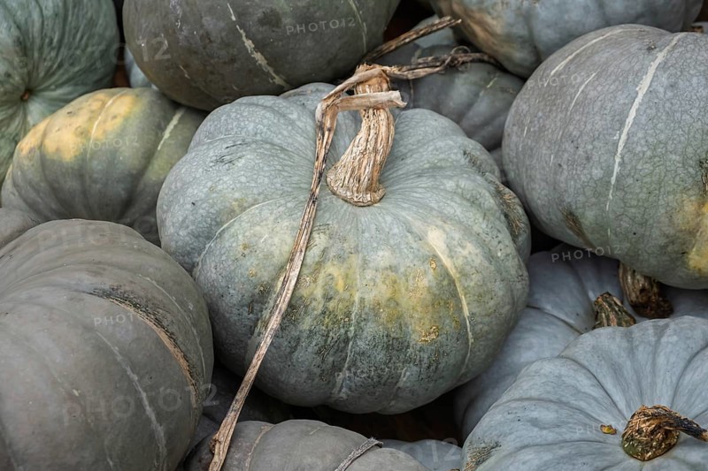 Pumpkins, nutmeg pumpkins, North Rhine-Westphalia, Germany