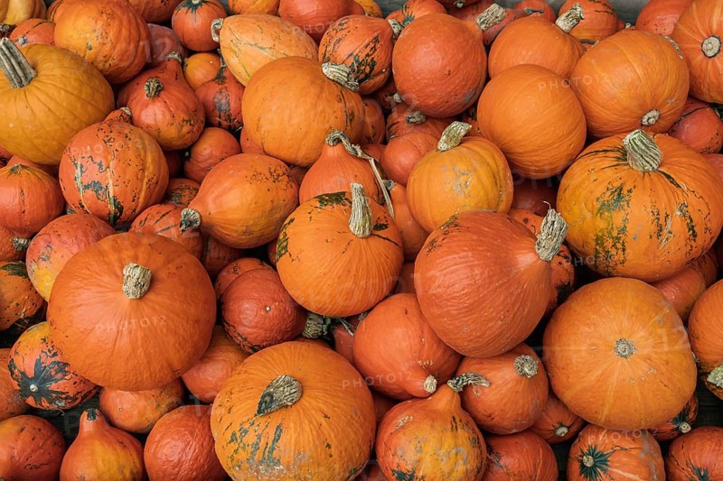A large collection of orange pumpkins that lie close together and create an autumnal atmosphere, Hokkaido pumpkins, North Rhine-Westphalia, Germany