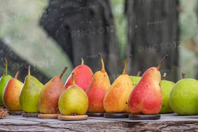Different pear varieties (Pyrus), Kreislehrgarten, Burgsteinfurt, Münsterland, North Rhine-Westphalia, Germany
